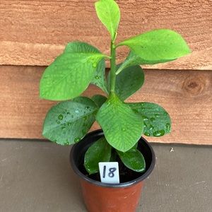Healthy Synadenium Granting Lechero Africano Planta De La Vida 9 in  tall